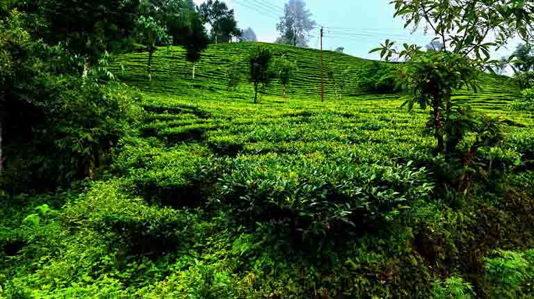 Sittong Tea Gardens